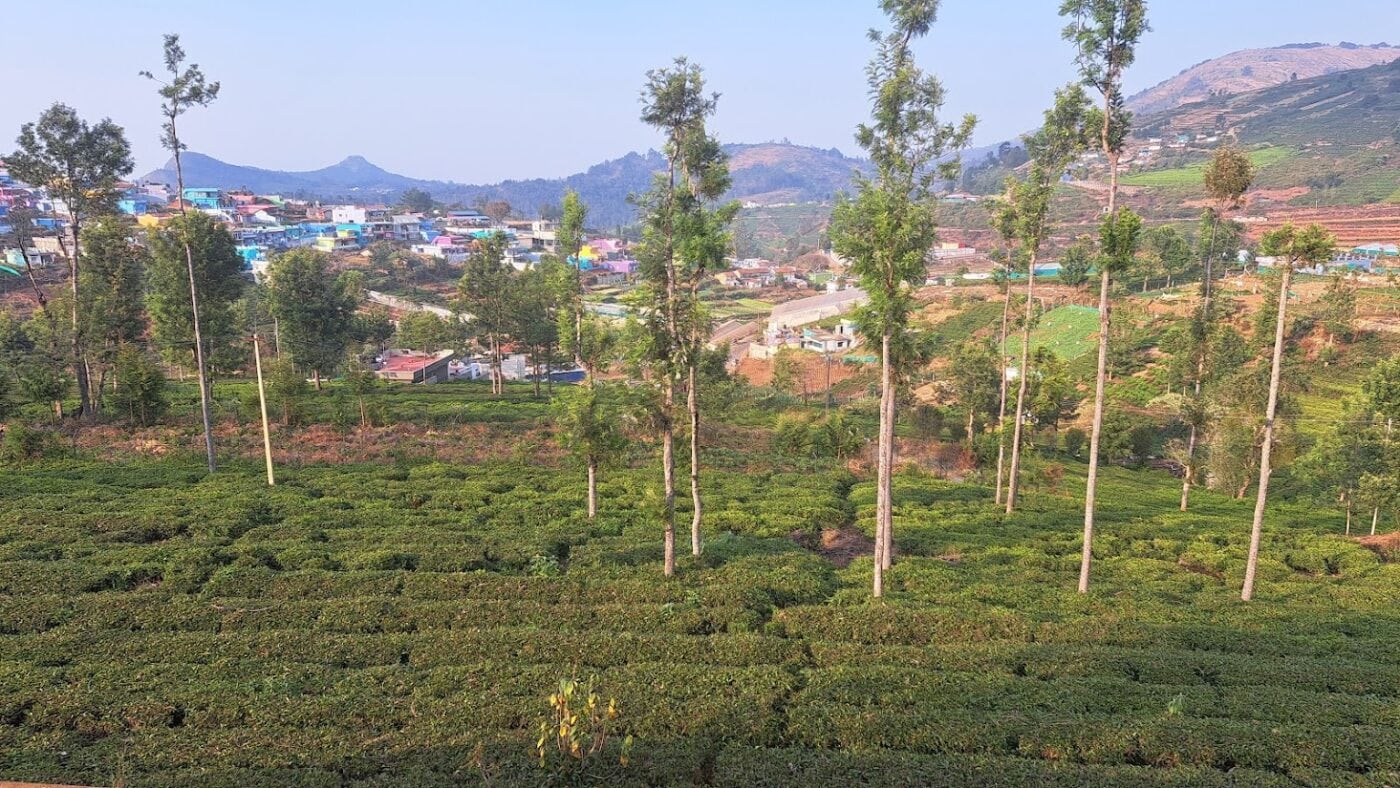 Ooty_Bergen_Thee_20250222_Solidair-met-India